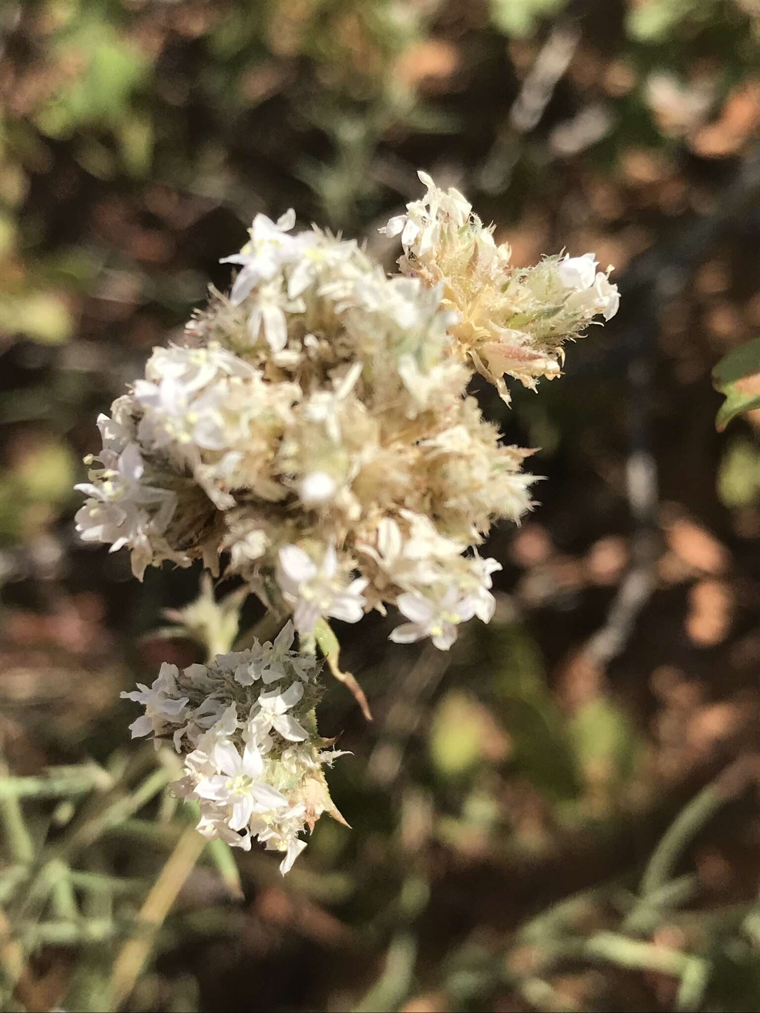 Plancia ëd Ipomopsis congesta subsp. frutescens (Rydb.) A. G. Day