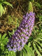 Image of pride of Madeira