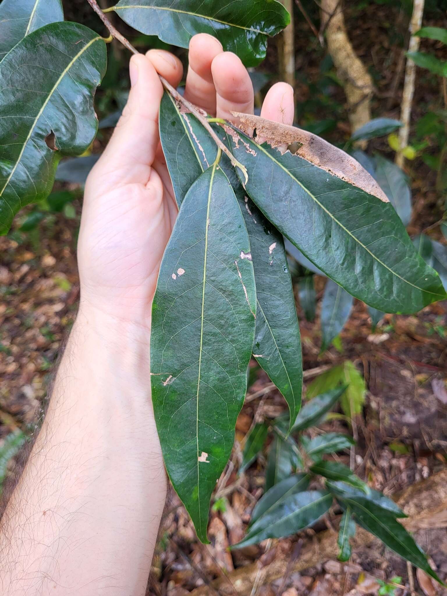 Imagem de Licaria parvifolia (Meisn.) Vattimo-Gil