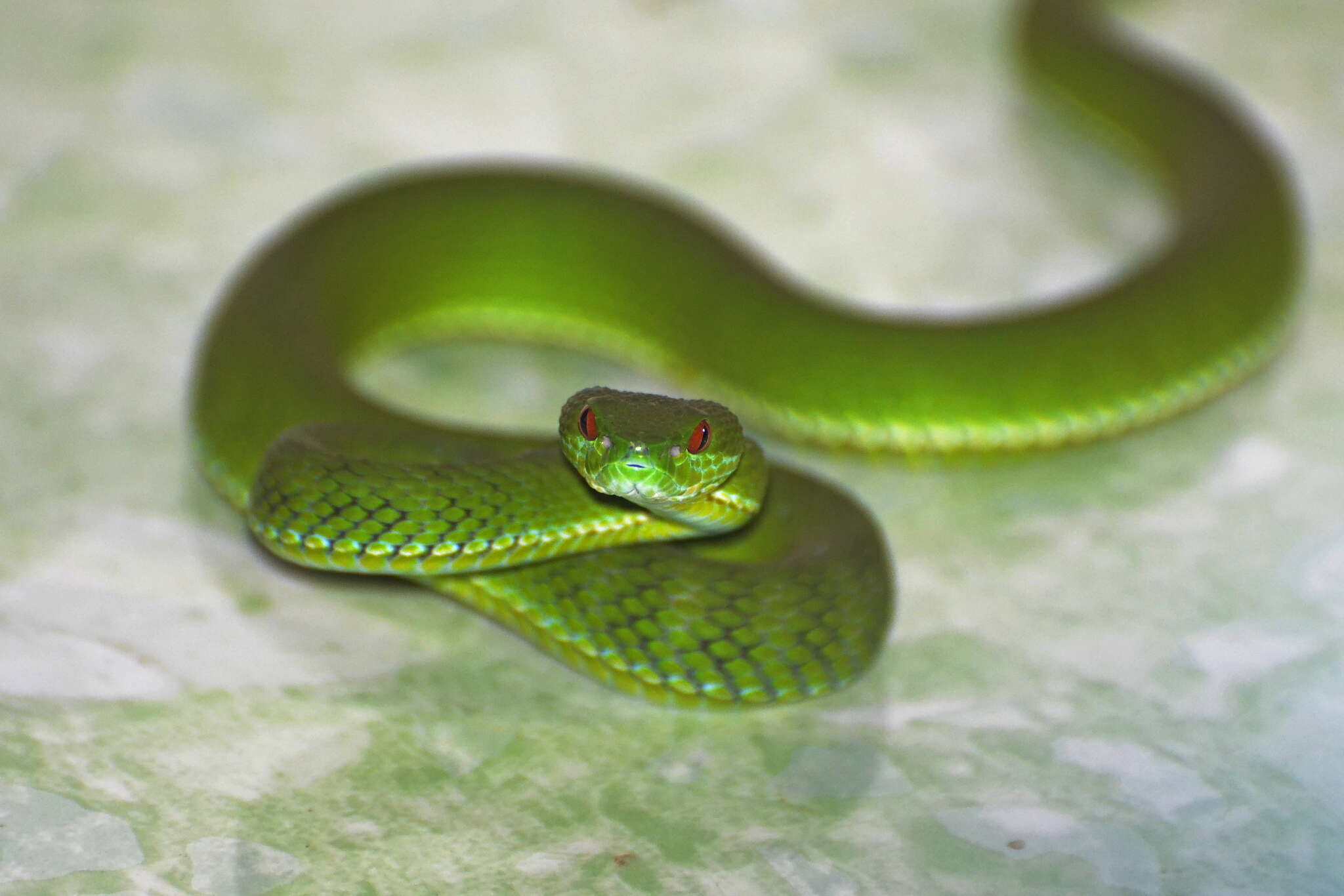 Image of Trimeresurus rubeus (Malhotra, Thorpe, Mrinalini & Stuart 2011)