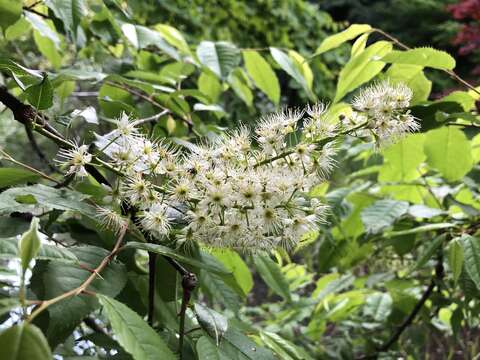 Image of Prunus grayana Maxim.