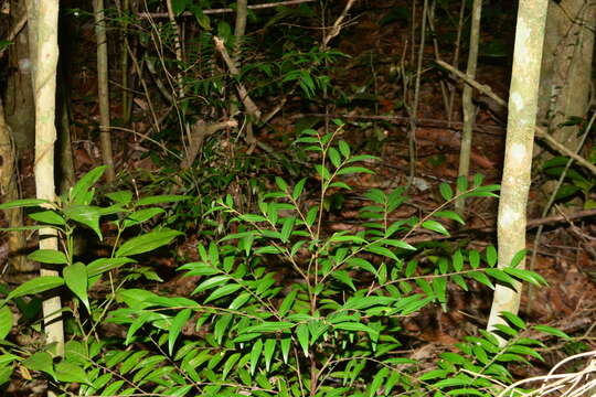 Image of Xylopia brasiliensis Spreng.