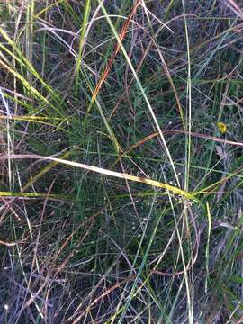 Imagem de Agrostis perennans (Walter) Tuck.