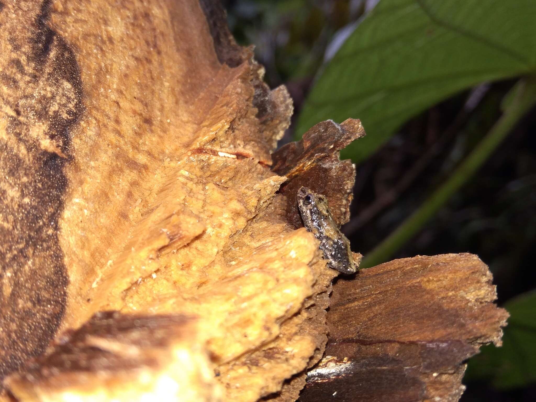 Image of Pristimantis brevicrus (Andersson 1945)