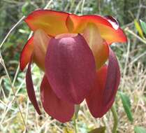 Image of purple pitcherplant