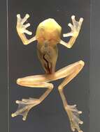 Image of Rio Azuela Glass Frog