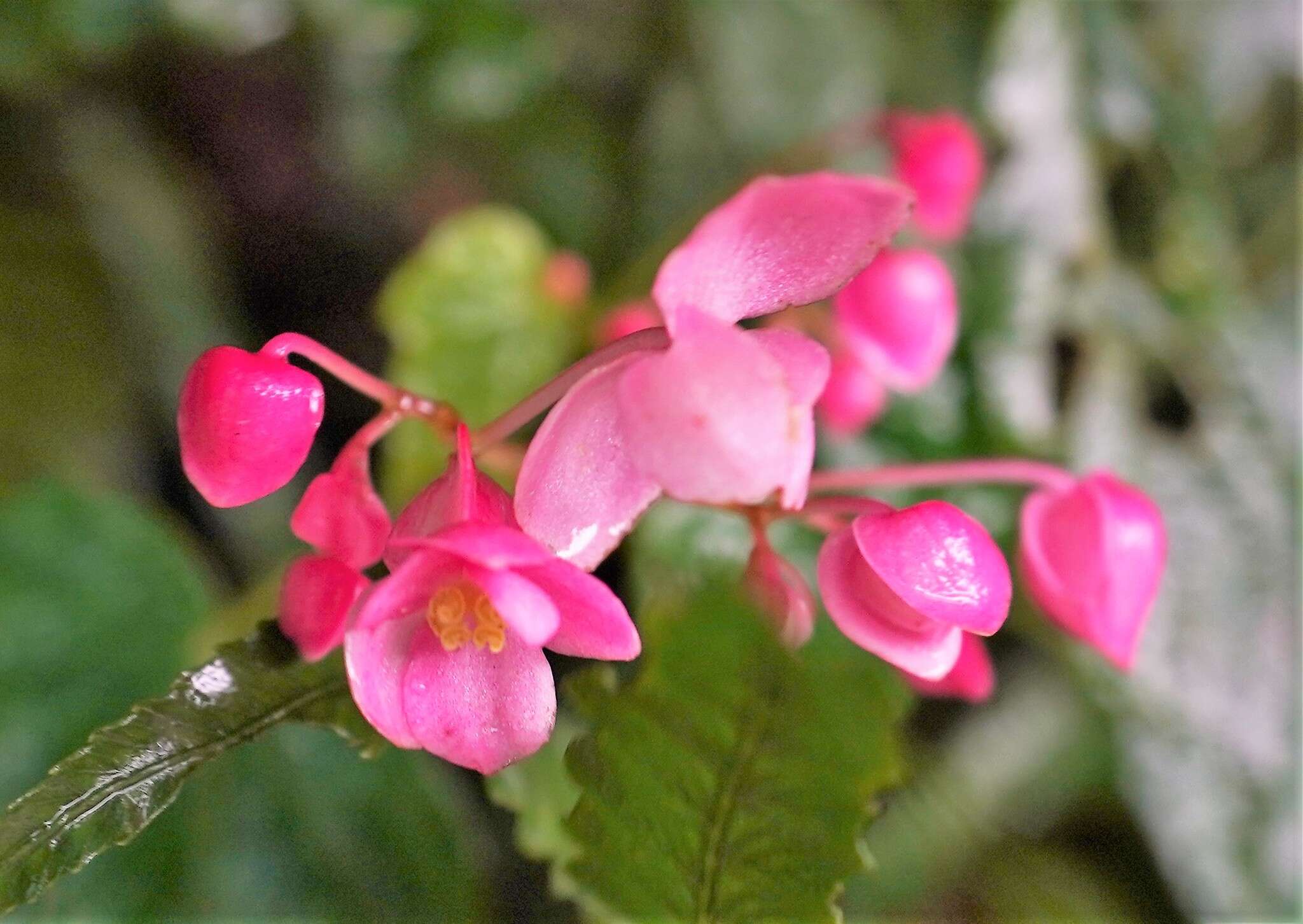 Image of Begonia formosana (Hayata) Masam.