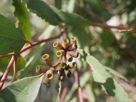 Plancia ëd Eucalyptus albopurpurea (Boomsma) D. Nicolle