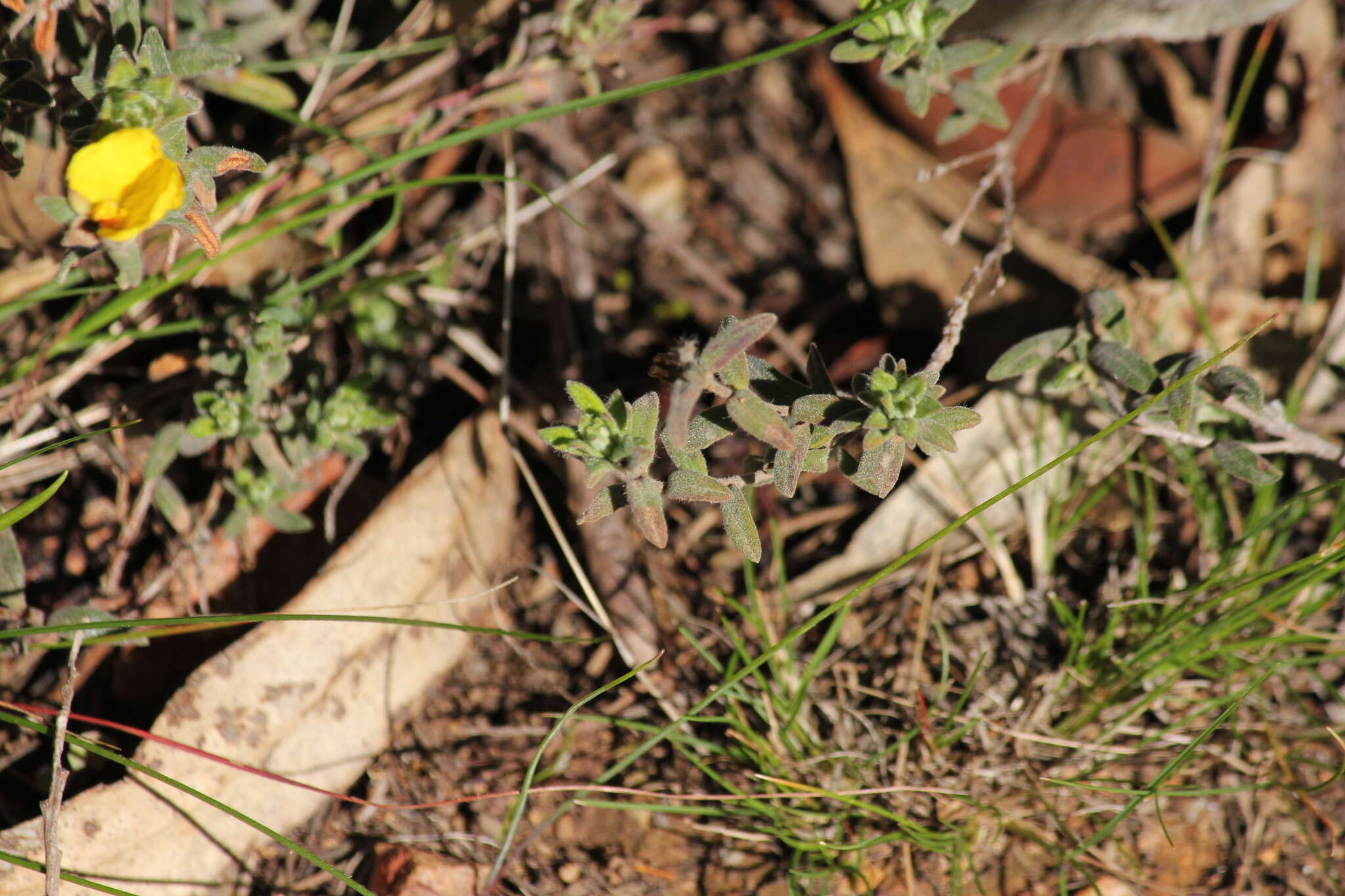 Image of Hibbertia crinita H. R. Toelken