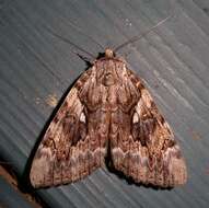 Image of Yellow-banded Underwing