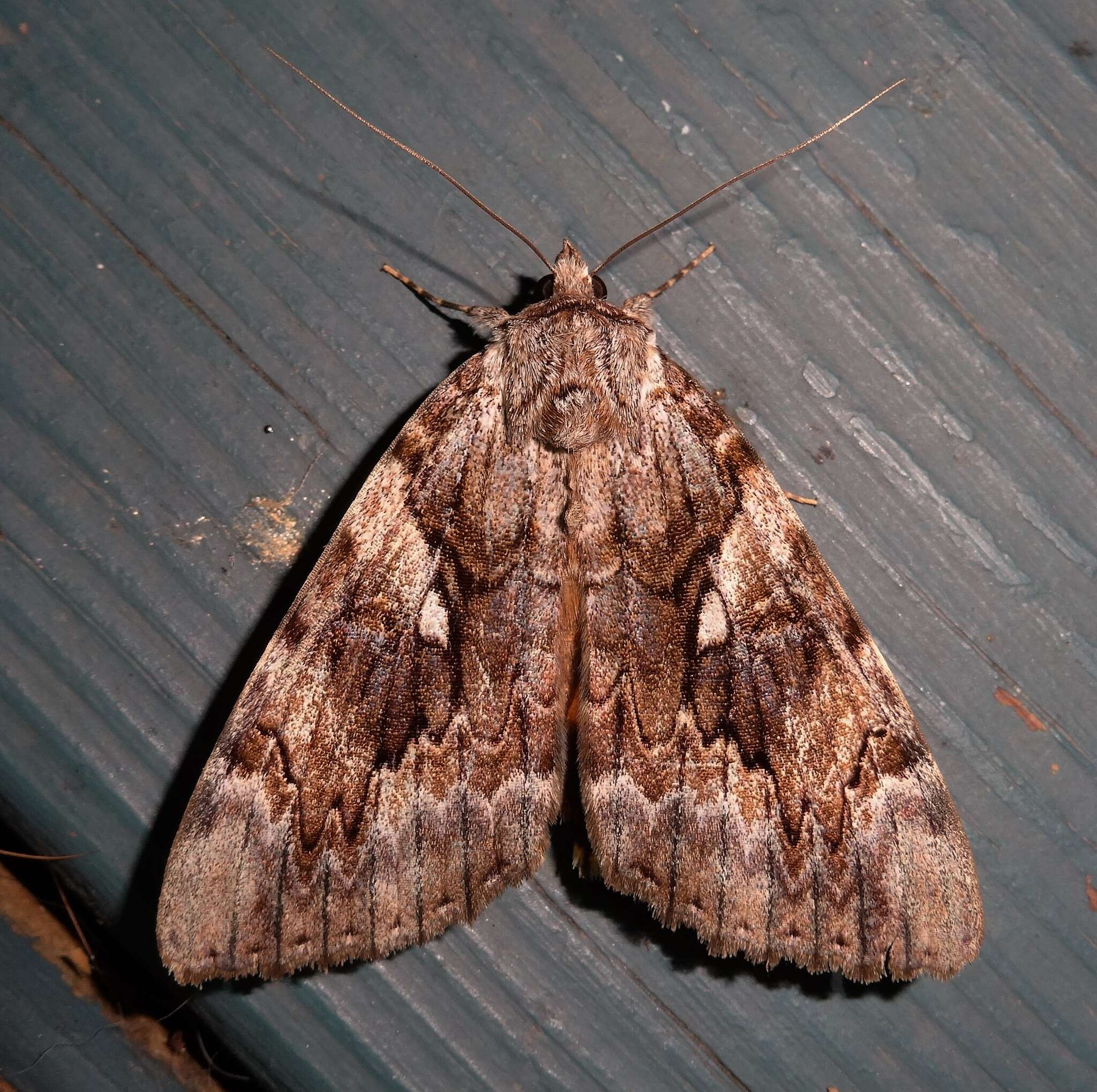 Image of Yellow-banded Underwing