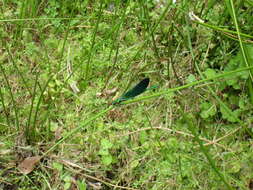 Image of Calopteryx virgo Linnaeus 1758