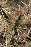 Image of thistle cholla