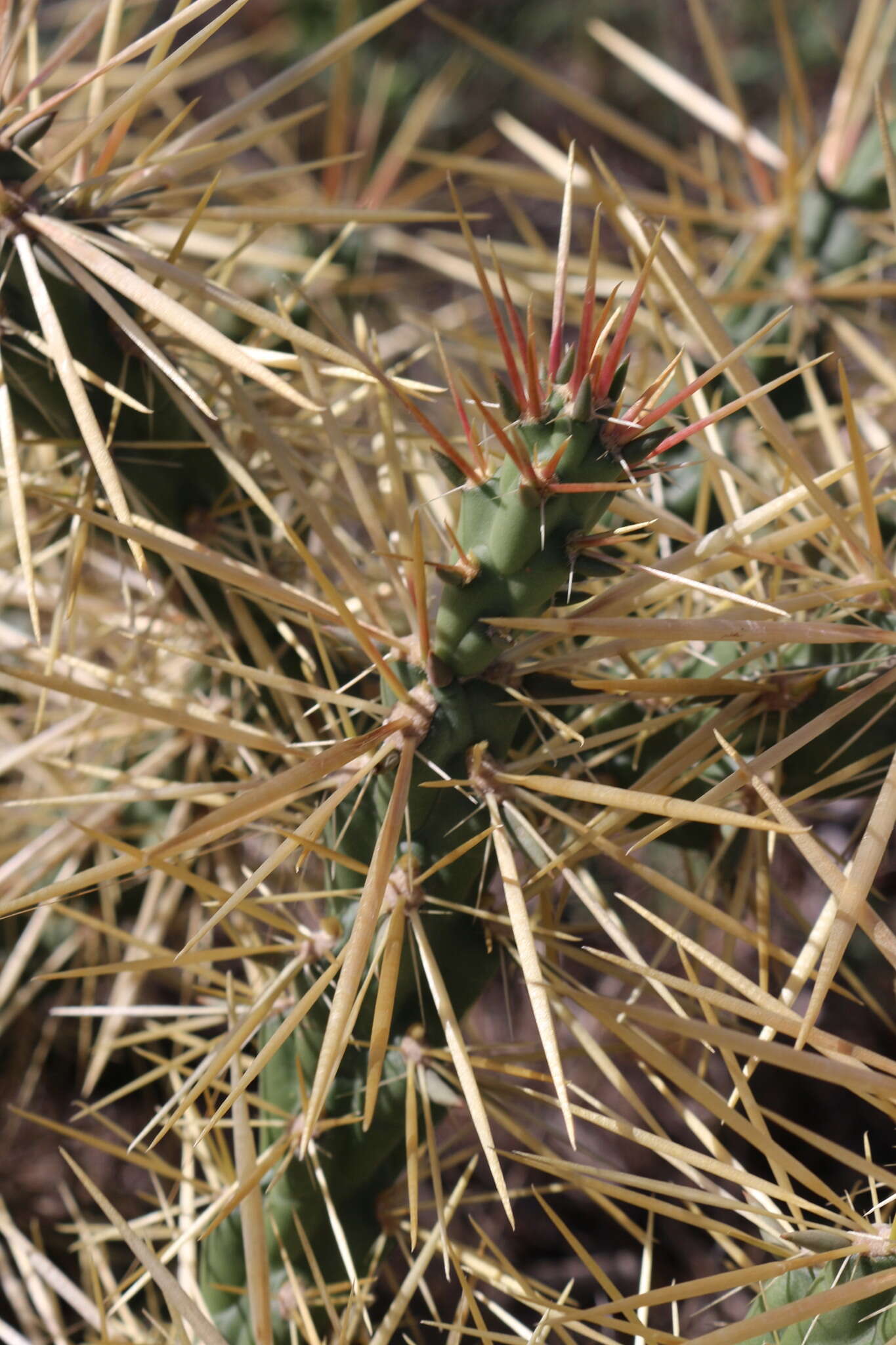 Image of thistle cholla