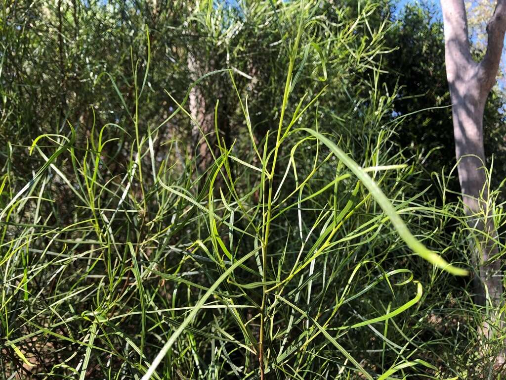 Image of Dodonaea stenophylla F. Müll.