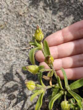 Image de Silene ramosissima Desf.