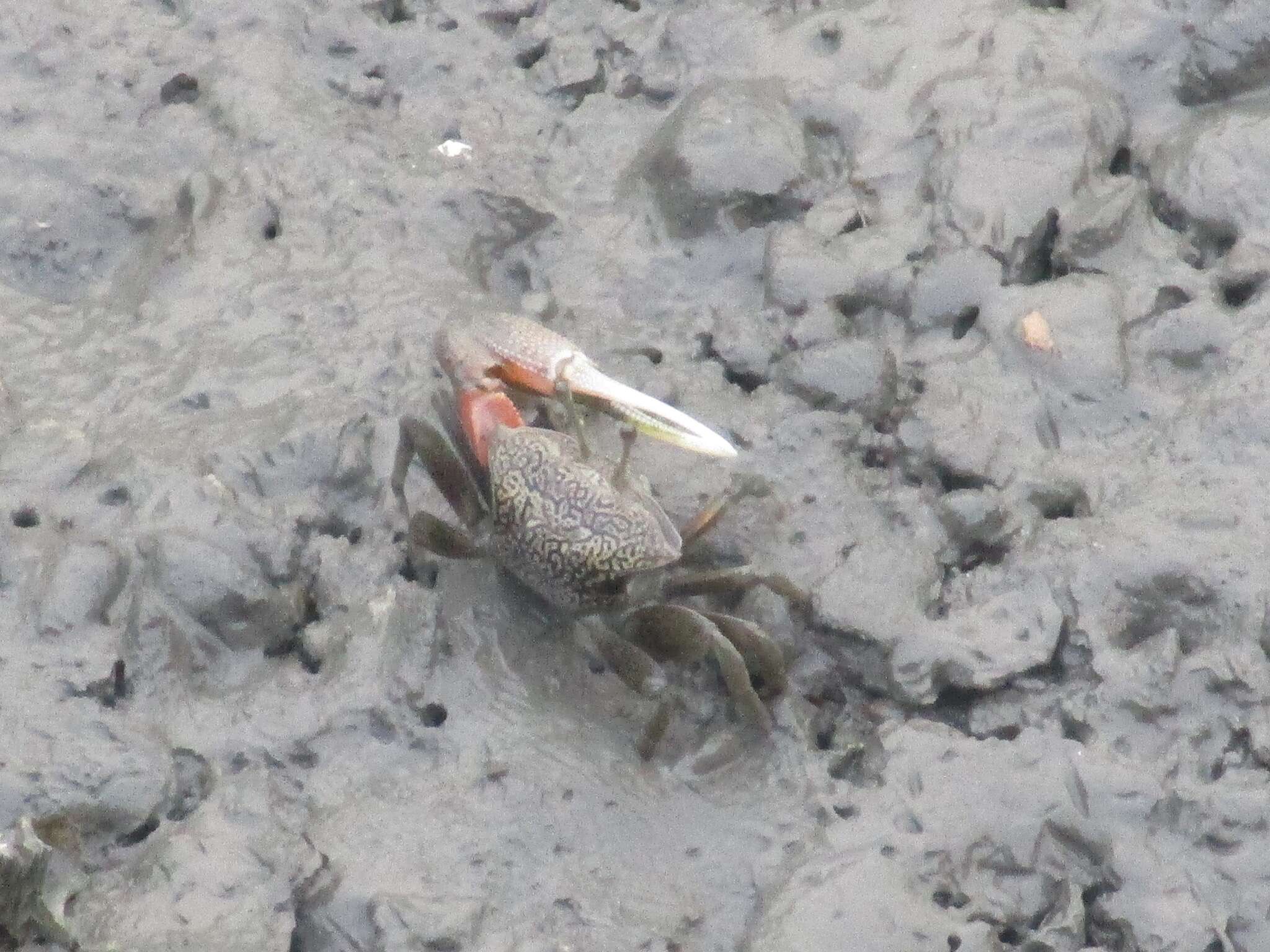 Image of Fiddler Crab