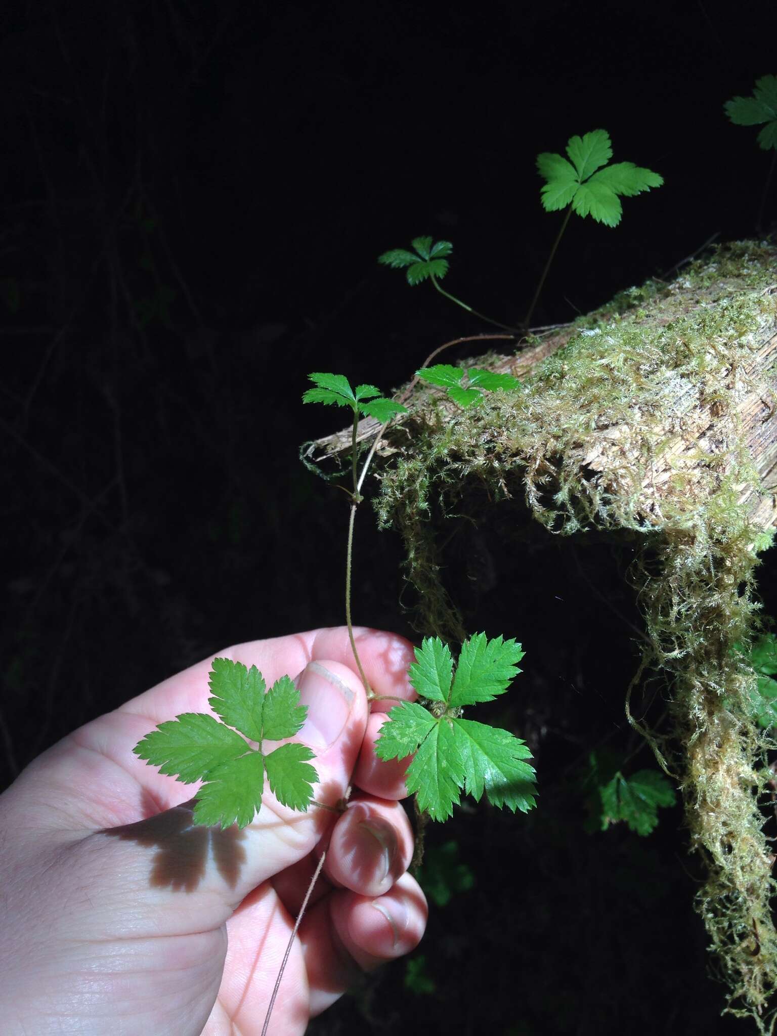 Rubus pedatus Sm. resmi