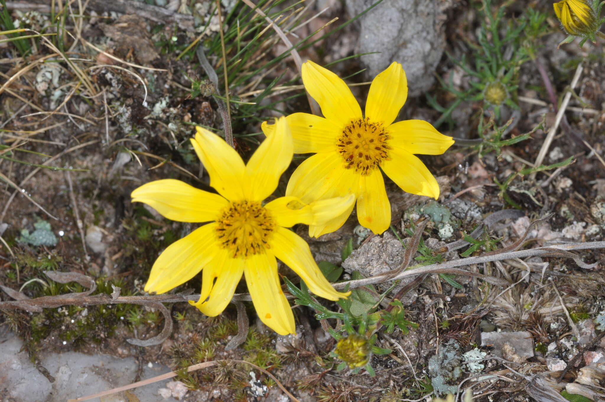 Bidens triplinervia var. macrantha (Wedd.) Sherff的圖片