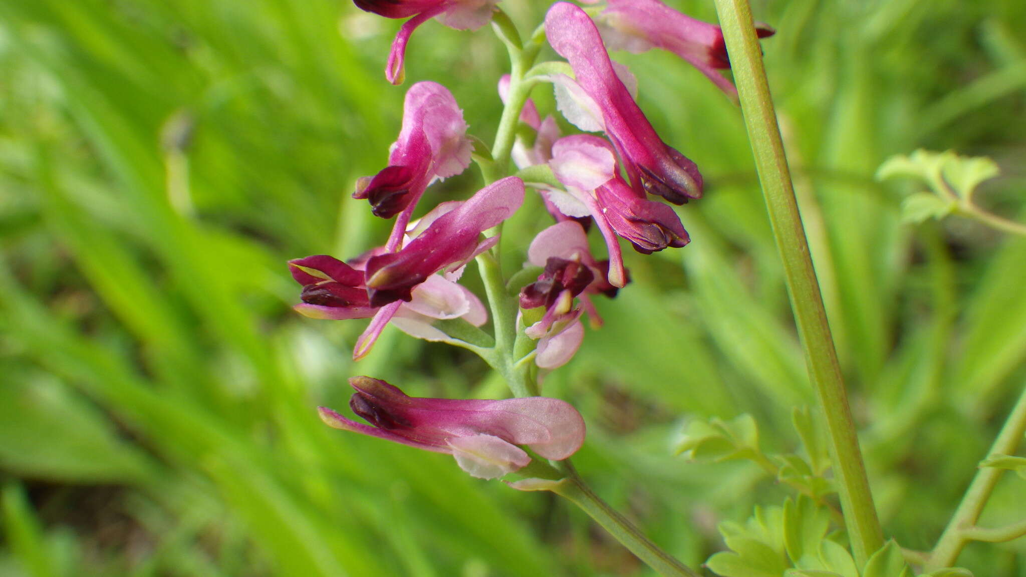 Image of Purple ramping-fumitory