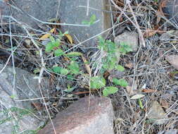 Image of Chiropetalum griseum Griseb.