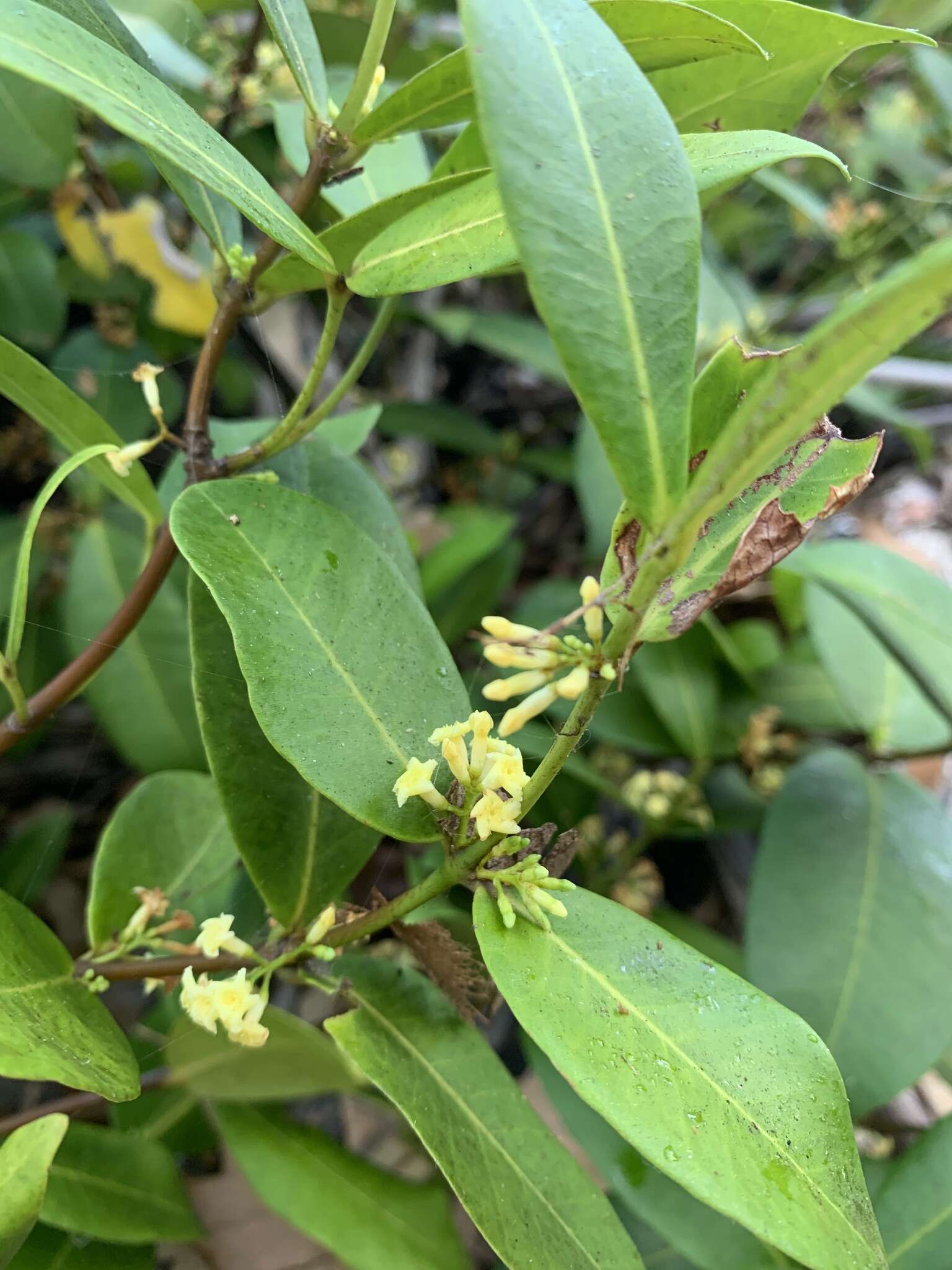 Melodinus australis (F. Müll.) Pierre的圖片