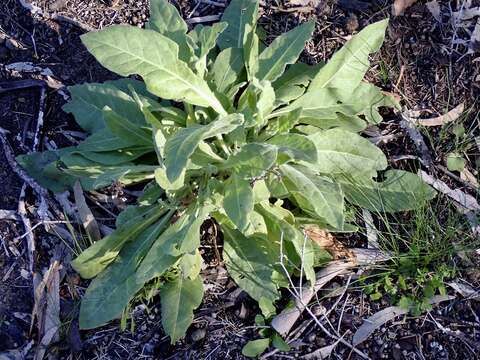 Image of velvet tobacco