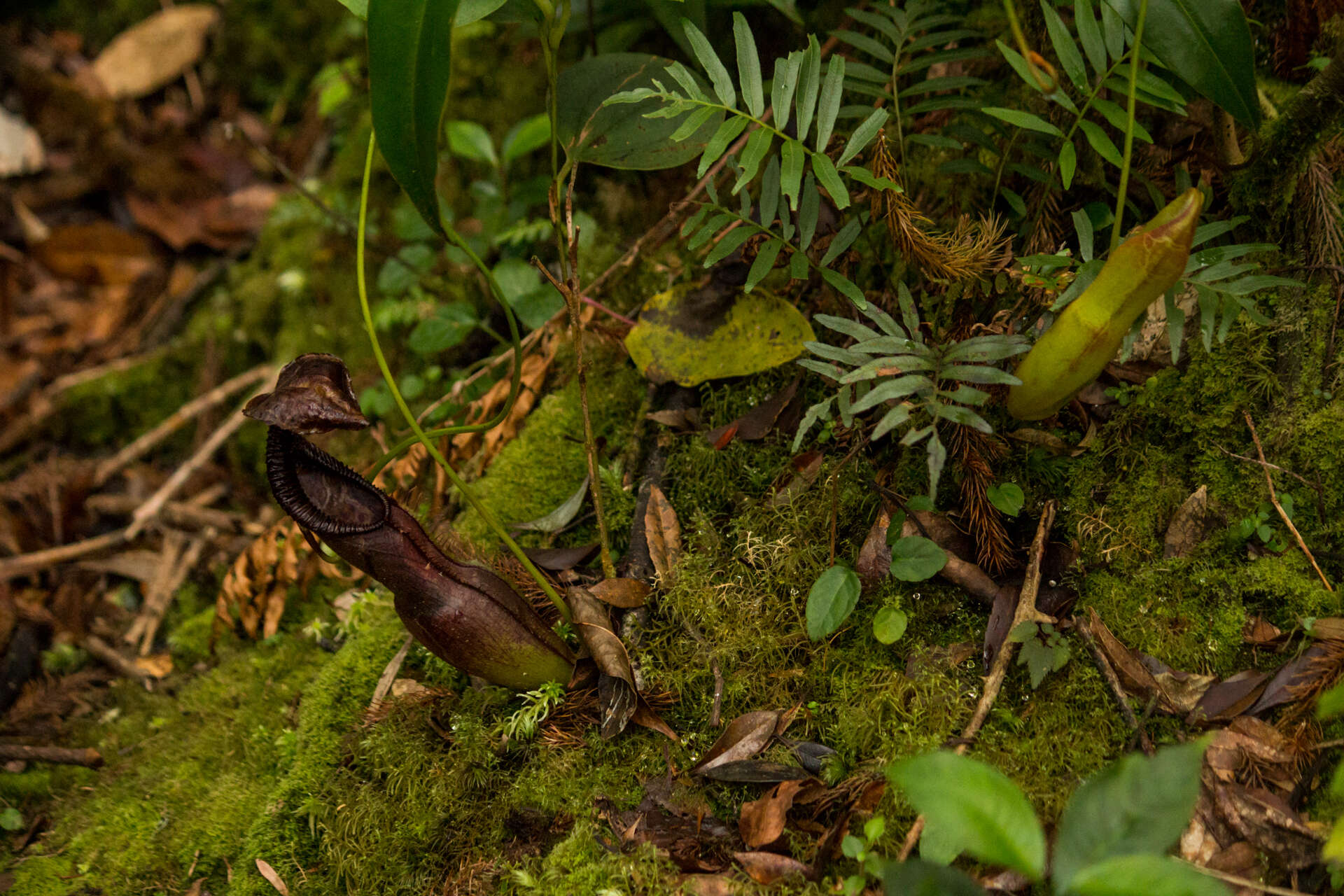 Image of Nepenthes spathulata Danser