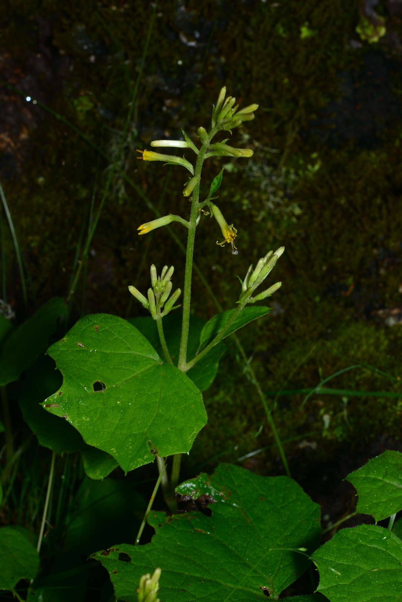 Image of Parasenecio sylviaensis