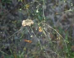 Image of Bupleurum asperuloides Heldr. ex Boiss.