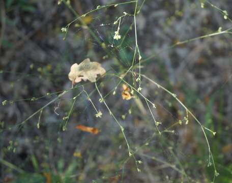 Image of Bupleurum asperuloides Heldr. ex Boiss.