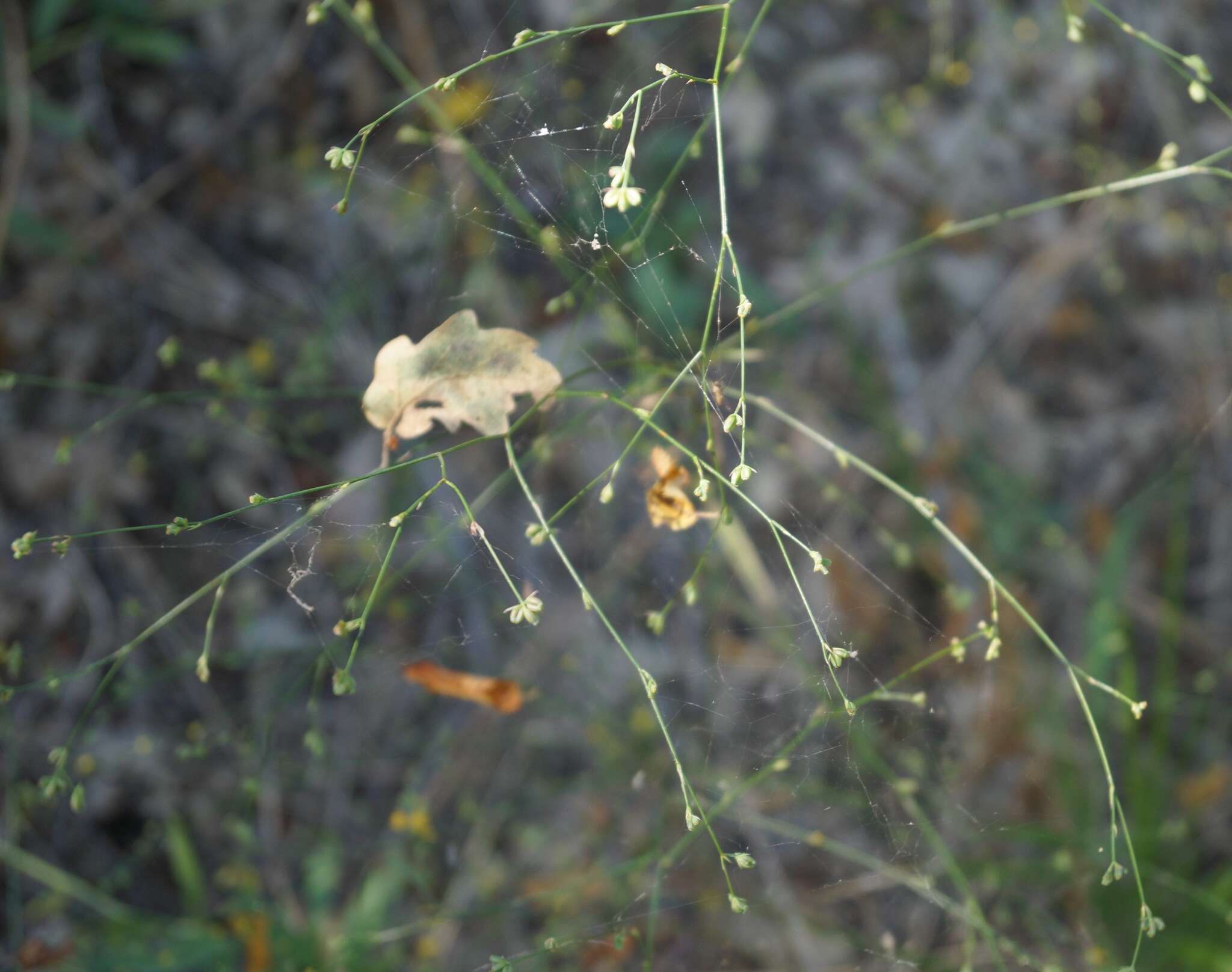 Bupleurum asperuloides Heldr. ex Boiss. resmi