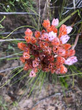 Image of Dilatris pillansii W. F. Barker