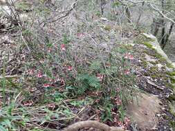 Image of Epacris longiflora Cav.