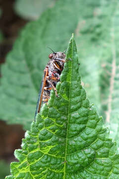 Image of New Forest cicada