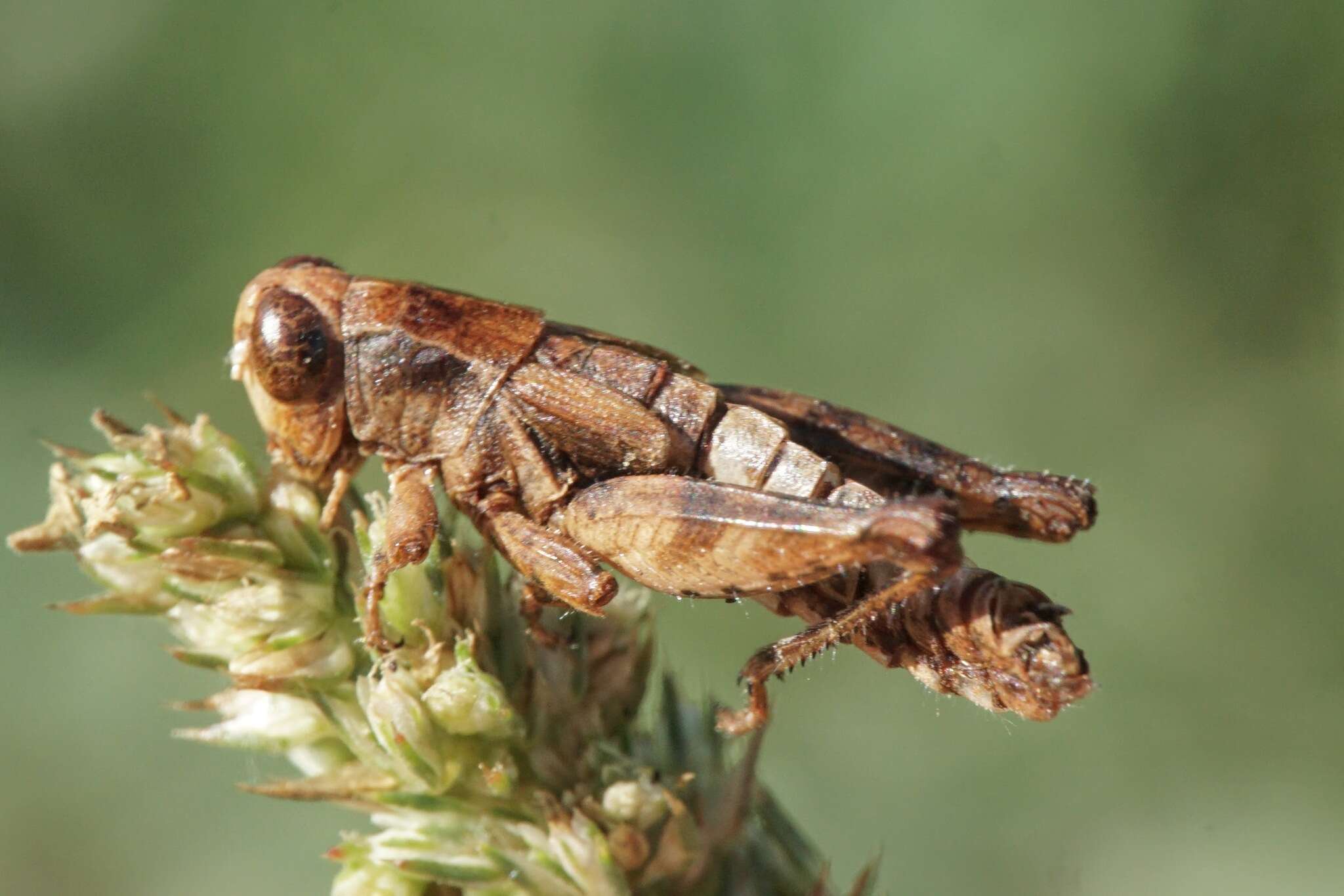 Image de Entomophaga grylli (Fresen.) A. Batko 1964