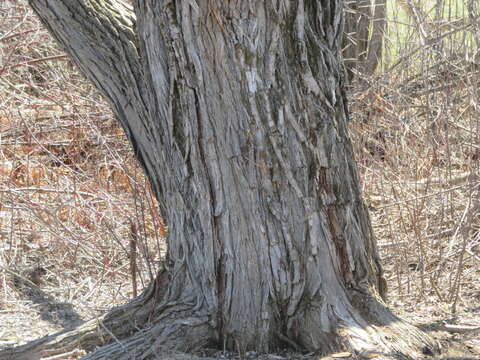 Image de Saule fragile