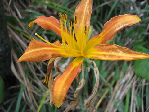 Image of Hemerocallis fulva var. littorea (Makino) M. Hotta