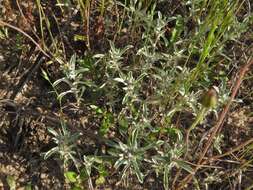 Image of silver pygmycudweed