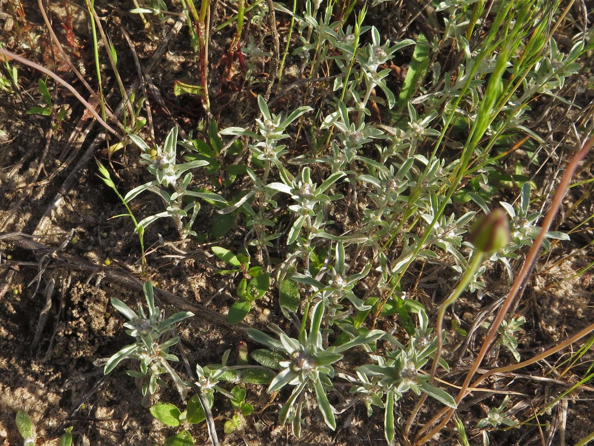 Image of silver pygmycudweed