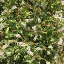 Image of seaside heliotrope