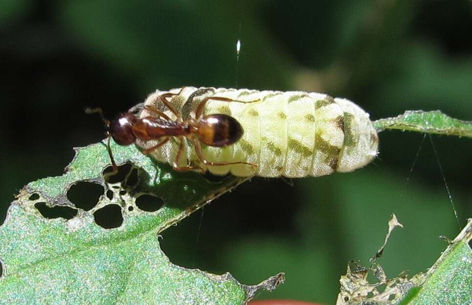 Image of <i>Celastrina neglectamajor</i>