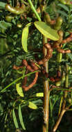 Image of Indigofera cryptantha subsp. cryptantha