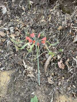 Image of Eucrosia eucrosioides (Herb.) Pax