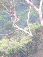 Image of Scarlet Macaw