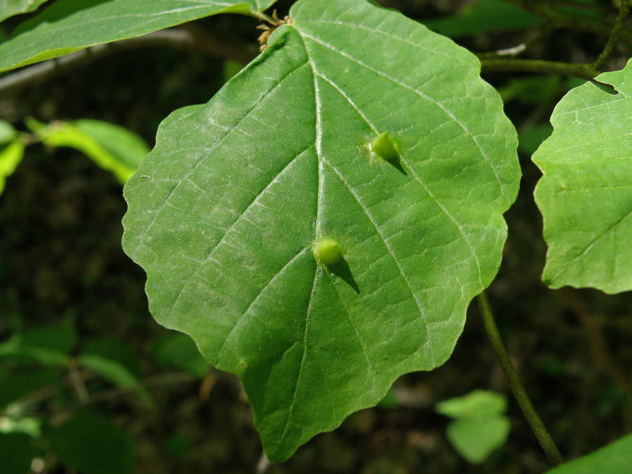 Image of Witch Hazel Cone Gall Aphid