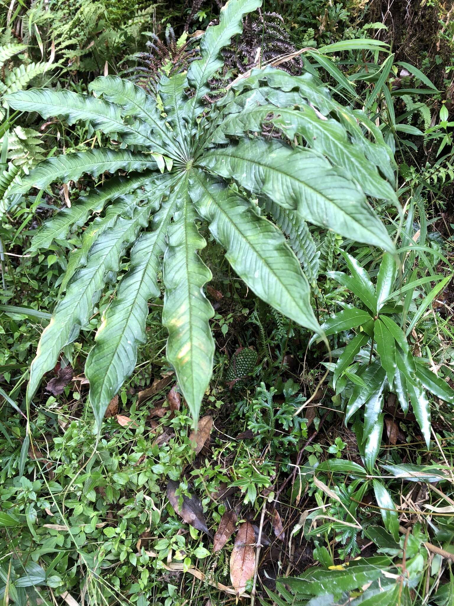 Image of Arisaema taiwanense J. Murata