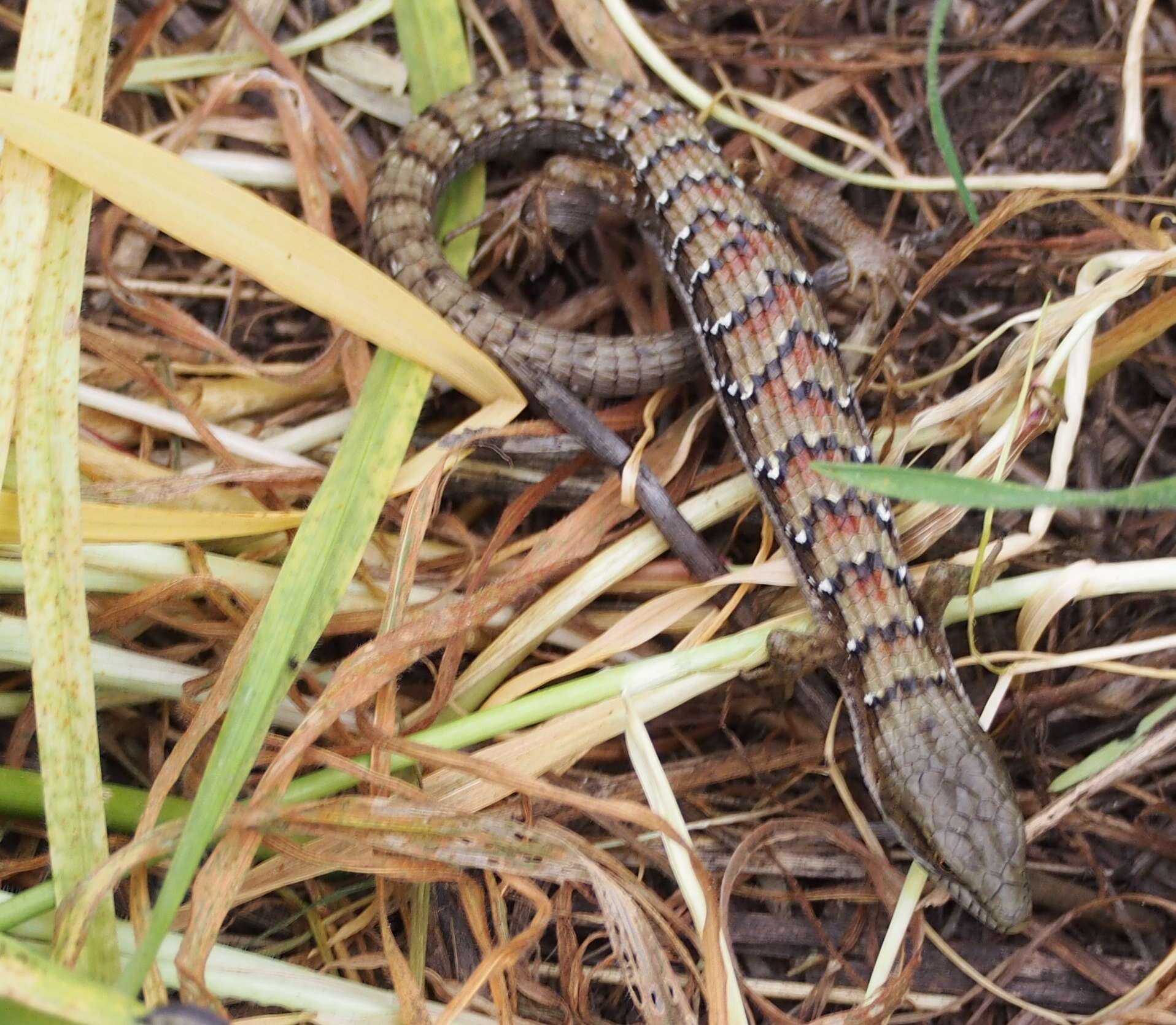 Image of Elgaria multicarinata multicarinata (Blainville 1835)