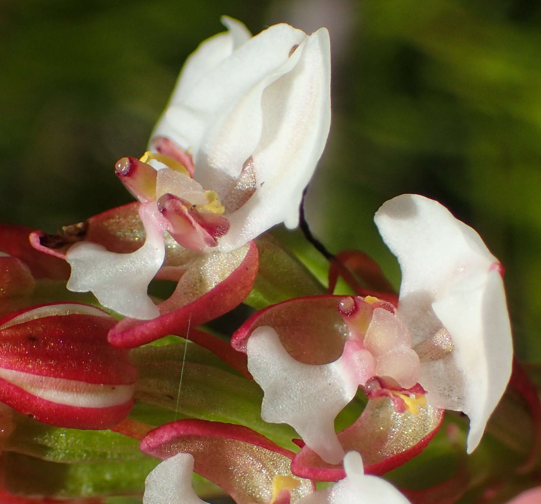 Image of Ceratandra globosa Lindl.