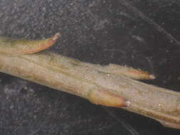 Image of Thesium patulum A. W. Hill